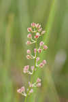 Coastal false asphodel